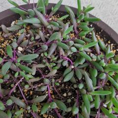 多肉植物の画像