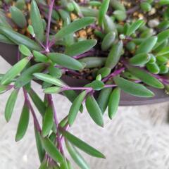 多肉植物の画像