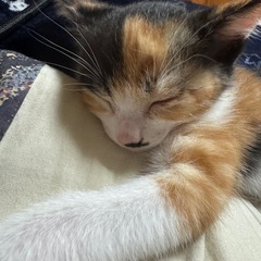 ミケ猫