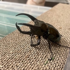 アトラスオオカブト　オス②