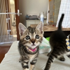 アメショー模様の子猫もいます