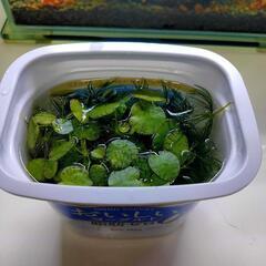 アクアリウム　水草セット　メダカ　ビオトープ