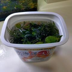 アクアリウム　水草セット　メダカ　ビオトープ