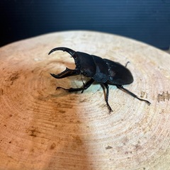 アマミヒラタ　ペア