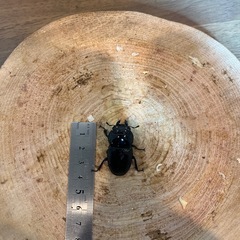 アマミヒラタ　ペアの画像