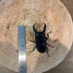 アマミヒラタ　ペアの画像