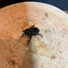 アマミヒラタ　ペアの画像
