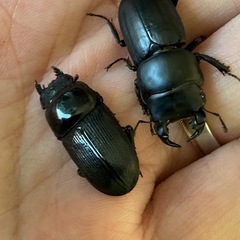 ムシモンオオクワガタ　ペア