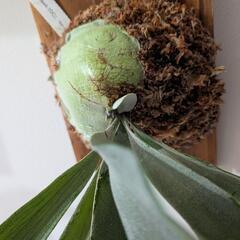 ビカクシダ　ホワイトホーク (White Hawk)　観葉植物　コウモリラン　インテリアグリーンの画像