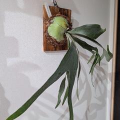 ビカクシダ　ホワイトホーク (White Hawk)　観葉植物　コウモリラン　インテリアグリーンの画像