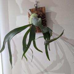 ビカクシダ　ホワイトホーク (White Hawk)　観葉植物　コウモリラン　インテリアグリーンの画像