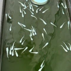格安❗️幹之メダカ　幼魚フルボディー10匹