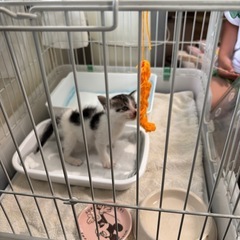 子猫用品、タオルなど譲ってください