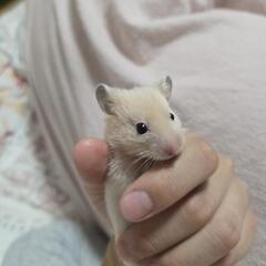 ゴールデンハムスターの赤ちゃんの里親募集　