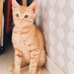 【譲渡開始】4/6産まれ子猫チャトラ（オス）の里親募集