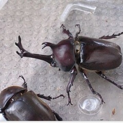 カブトムシ、クワガタ譲って下さい