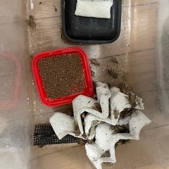 生き餌　イエコオロギ成虫