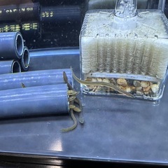 （お話し中）うなぎ　稚魚