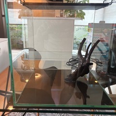 30cmキューブオールガラスガラス水槽、RGBライト、レイアウト豪華セットの画像