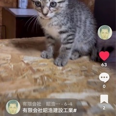 猫ふんじゃった麦ちゃん