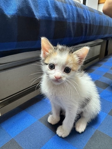 三毛猫子猫 (きんちゃん) 住吉町の猫の里親募集｜ジモティー