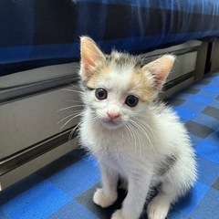 三毛猫　子猫