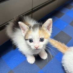 三毛猫　子猫 − 愛知県
