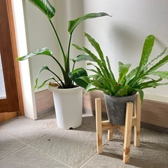 観葉植物の画像