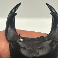★クワガタ★ 完品 種親候補 早い者勝ち！ 極太血統 国産オオク...