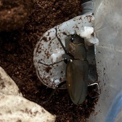 後食開始メタリフェルホソアカクワガタ♀単品28〜31㍉ 1匹