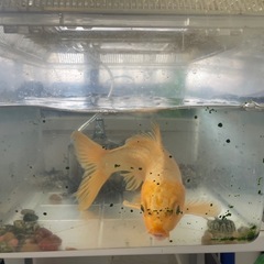 錦鯉　ゴールド　30cmの画像