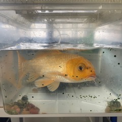 錦鯉　ゴールド　30cmの画像