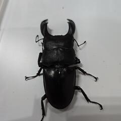 スラウェシヒラタクワガタの画像