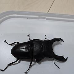 スラウェシヒラタクワガタの画像