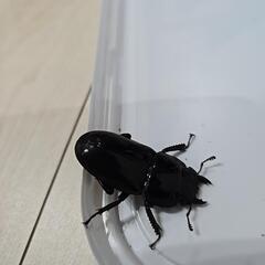 スラウェシヒラタクワガタの画像
