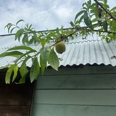 桃の木の画像
