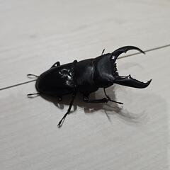離島シリーズ　アマミヒラタクワガタ①の画像