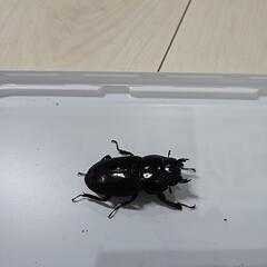離島シリーズ　アマミヒラタクワガタ①の画像