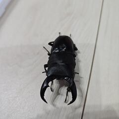 離島シリーズ　アマミヒラタクワガタ①の画像