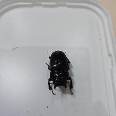 離島シリーズ　アマミヒラタクワガタ①の画像