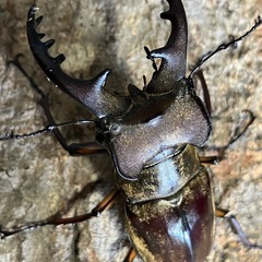 ミヤマクワガタ　大型ペア