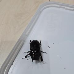 アマミヒラタクワガタ②の画像