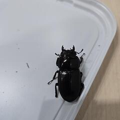 アマミヒラタクワガタ②の画像