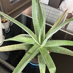アロエ