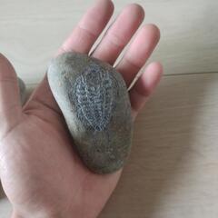 化石【アンモナイト、三葉虫】の画像
