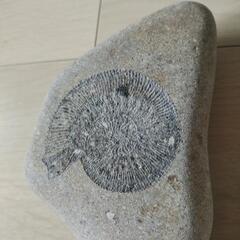 化石【アンモナイト、三葉虫】の画像