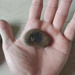 化石【アンモナイト、三葉虫】の画像