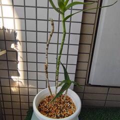 アロエ　テヌイオール鉢植え　青々錦の画像