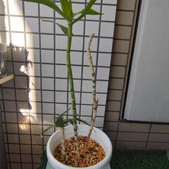 アロエ　テヌイオール鉢植え　青々錦