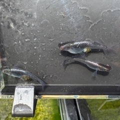 ムラサキメダカ◆5匹セットの画像
